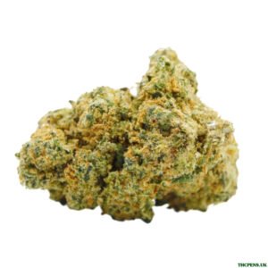 HOLLYWOOD STRAIN UK