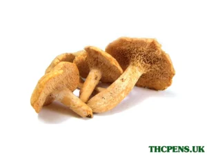 hedgehog_1024x1024.webp HEDGEHOG DRIED MUSHROOM UK