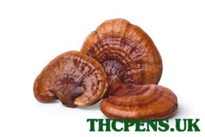 reishi.jpg REISHI DRIED MUSHROOMS UK